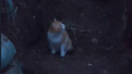 Кот Рыжик - РИА Новости, 1920, 17.04.2025