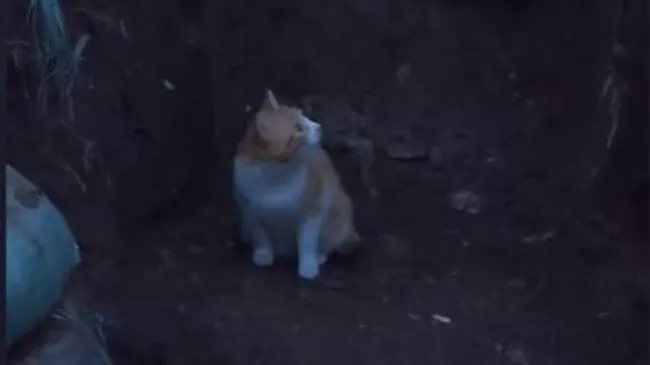 Кот Рыжик