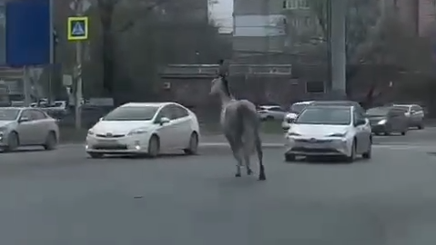 конь ДТП - РИА Новости, 1920, 05.05.2025