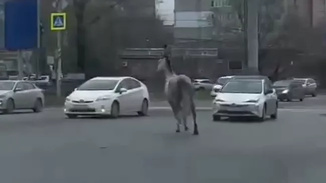 конь ДТП