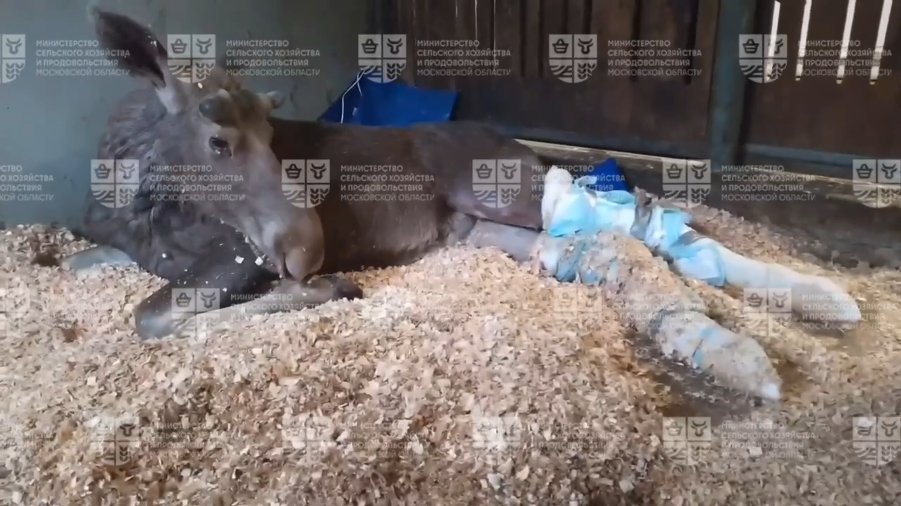 лосенок Илюша - РИА Новости, 1920, 20.05.2025