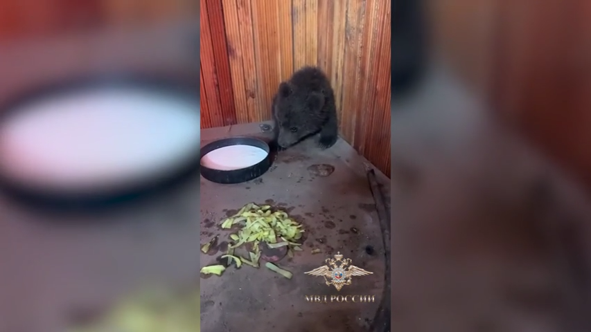 медвежонок  - РИА Новости, 1920, 29.05.2025