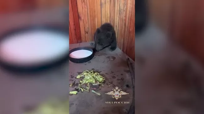 медвежонок 