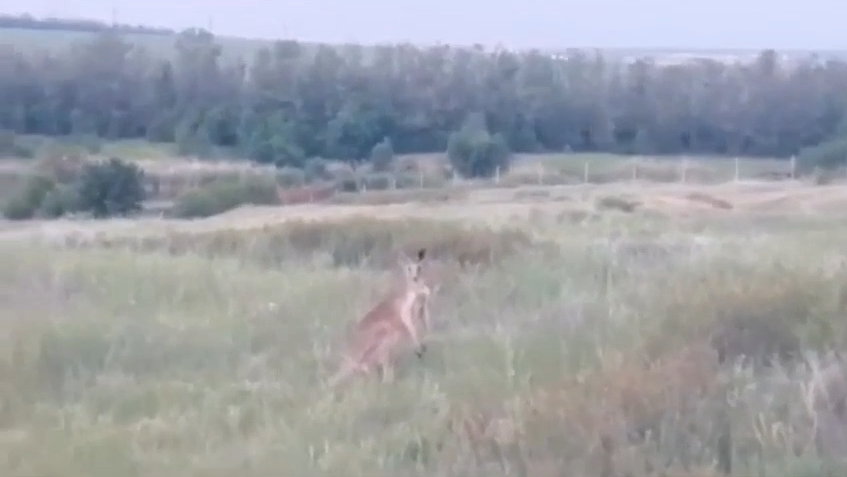 Кенгуру - РИА Новости, 1920, 09.06.2025