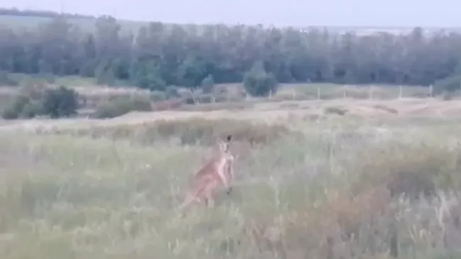 Кенгуру