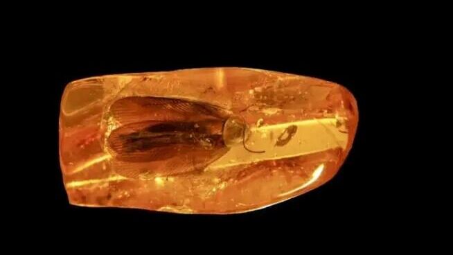 Таракан в янтаре - РИА Новости, 1920, 26.06.2025