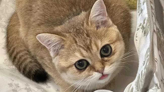 Кошка-3