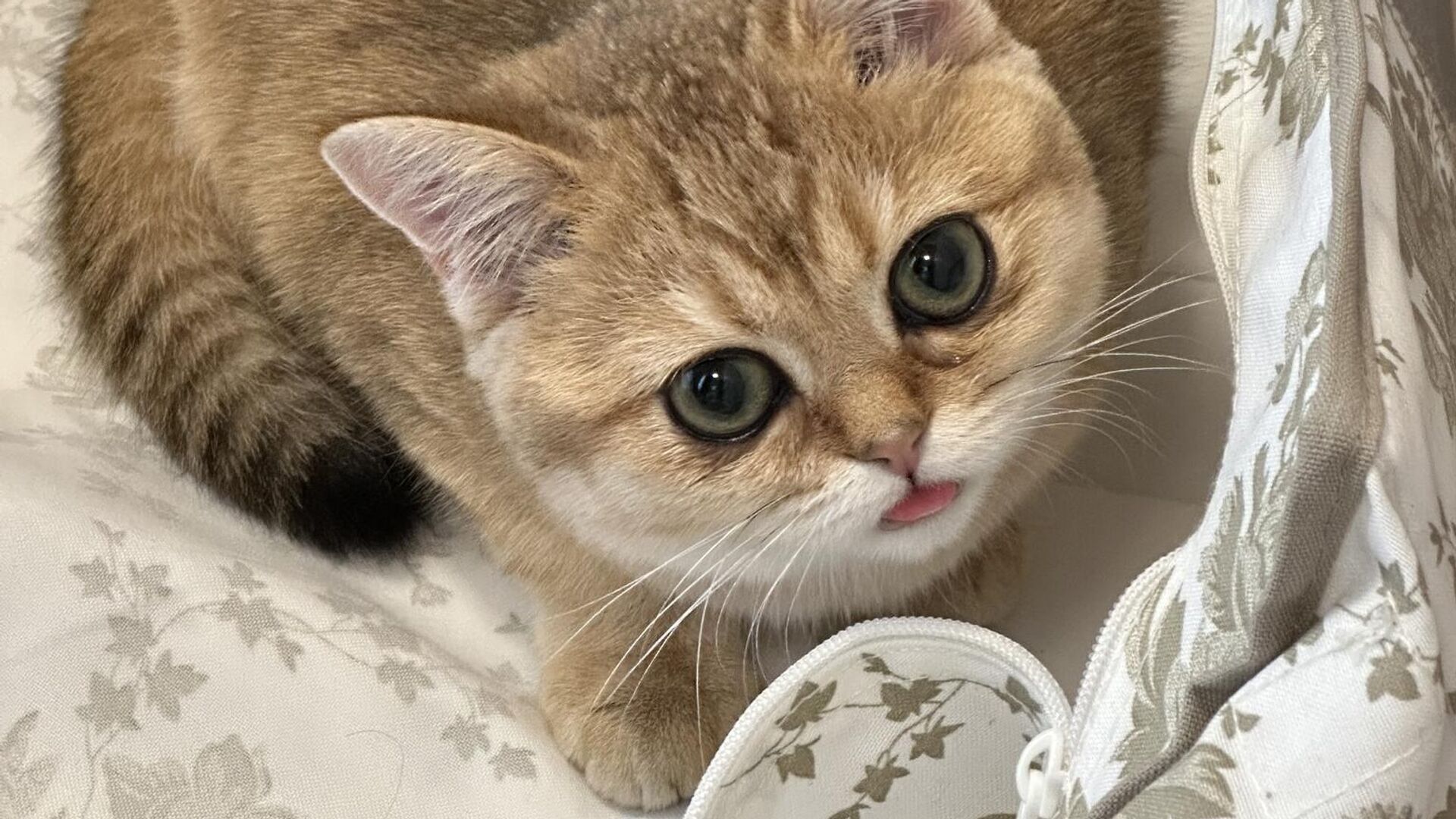 Кошка-3 - РИА Новости, 1920, 24.07.2025