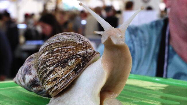 Гастрономический фестиваль Сыр! Пир! Мир!