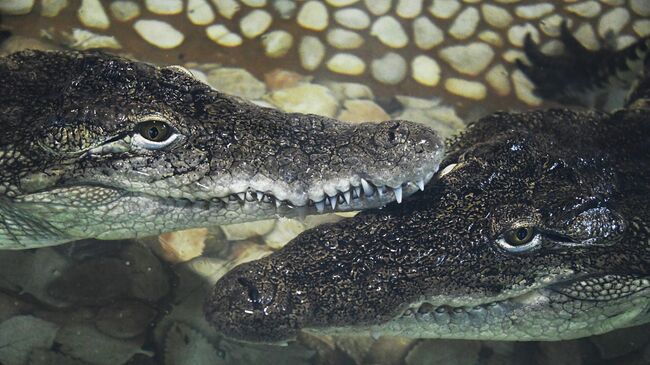 Террариум зоопарка Садгород во Владивостоке