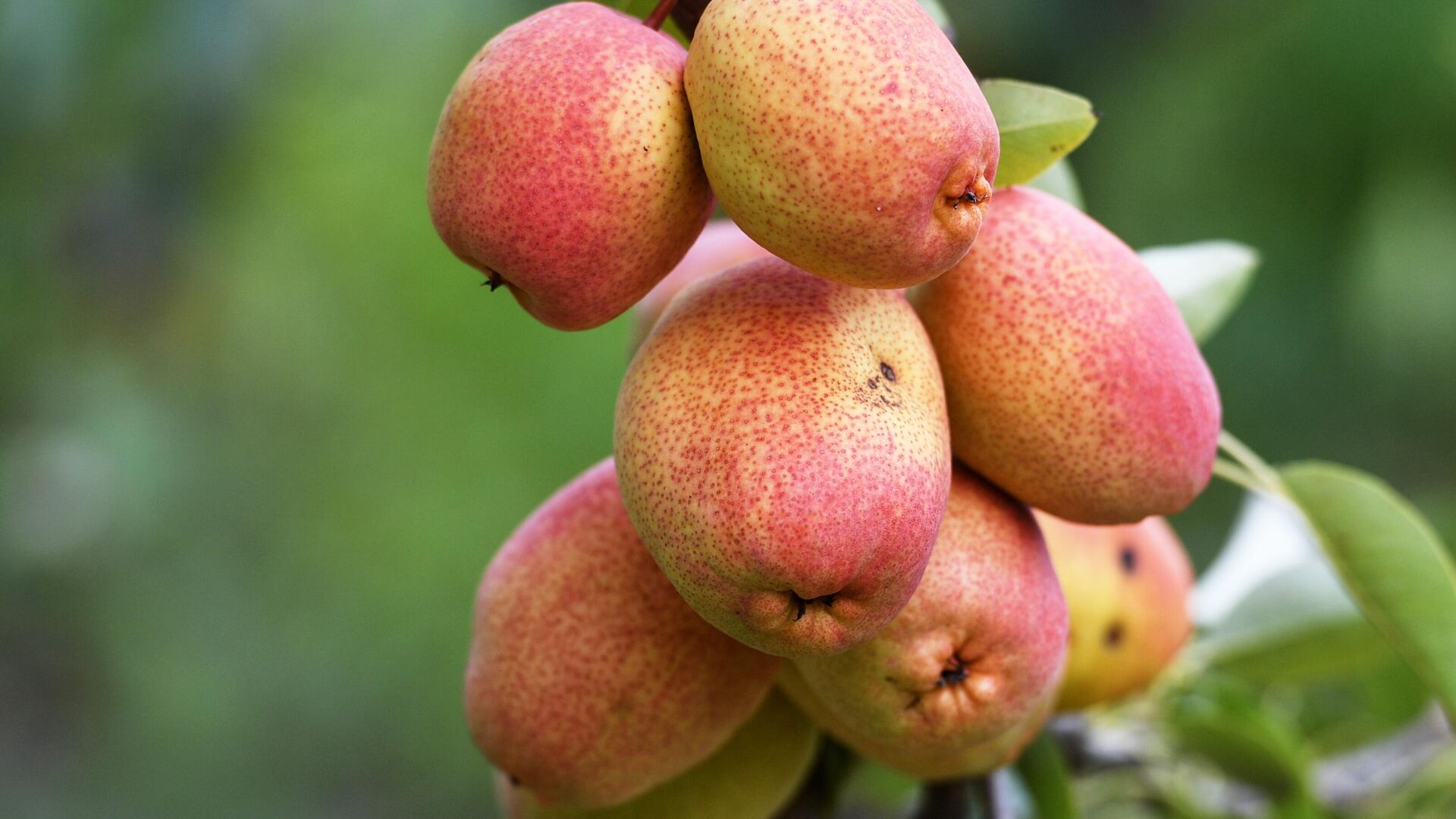 Сбор урожая груш в Крыму - РИА Новости, 1920, 10.09.2025