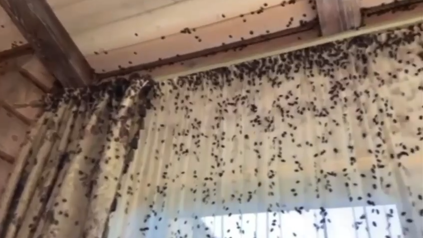 Клопы-вонючки - РИА Новости, 1920, 07.10.2025