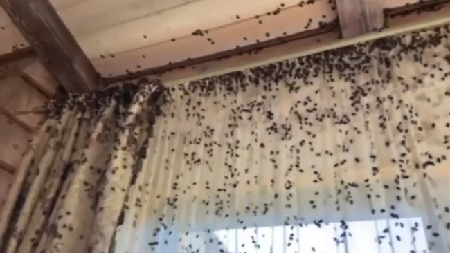 Клопы-вонючки