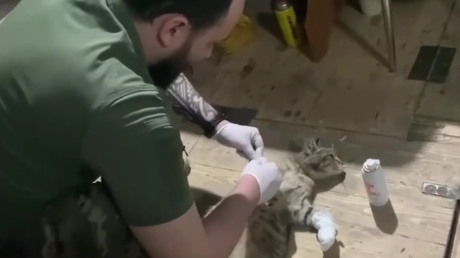 Раненый кот