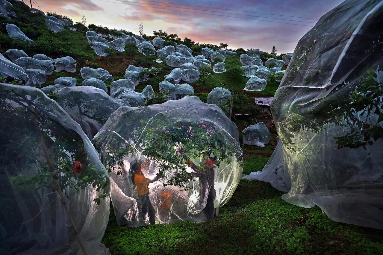 Фруктовые деревья под тентами, фотограф Мэндань Чжу, Китай - РИА Новости, 1920, 20.11.2025