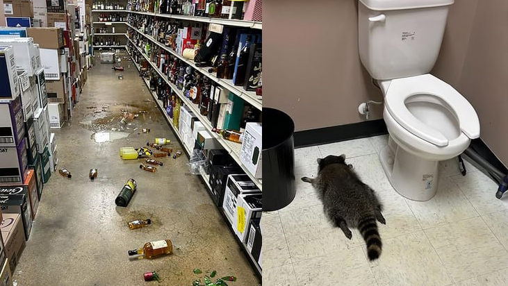Пьяный енот разгромил алкомаркет в США - РИА Новости, 1920, 03.12.2025