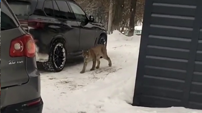 Рысь напала на девочку в детском лагере под Уфой