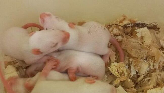 Лабораторные крысята