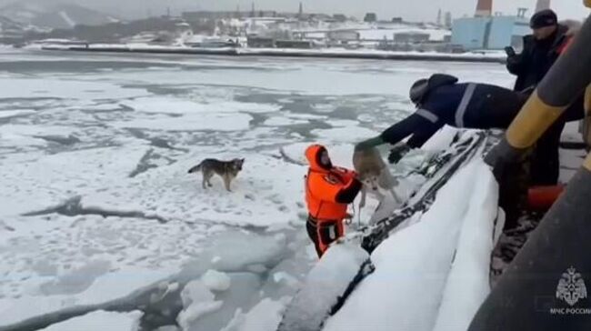 Спасение собак, застрявших на оторвавшейся льдине на Камчатке