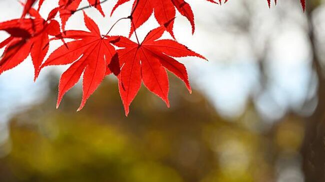 американский клен