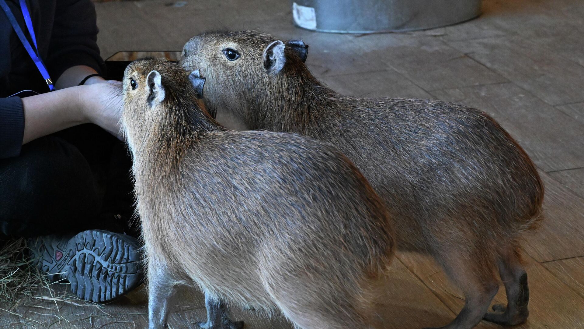 Ферма Приморские альпаки - РИА Новости, 1920, 11.02.2026