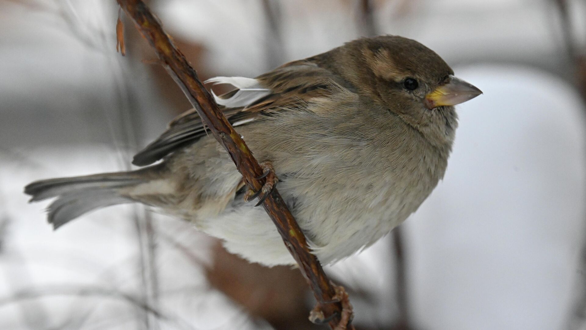 воробей - РИА Новости, 1920, 11.02.2026