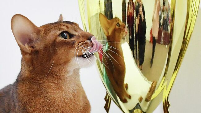 Выставка лучших собак и кошек России Золотая лапа