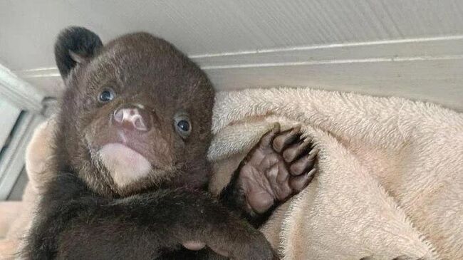 Спасенный под Хабаровском медвежонок