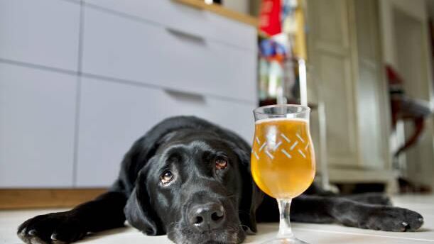 пиво для собак - РИА Новости, 1920, 30.03.2026