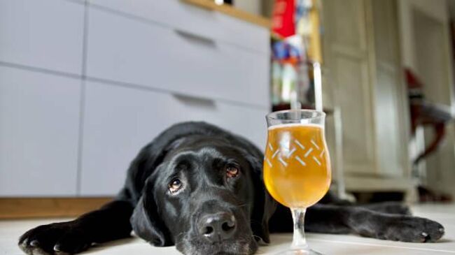 пиво для собак