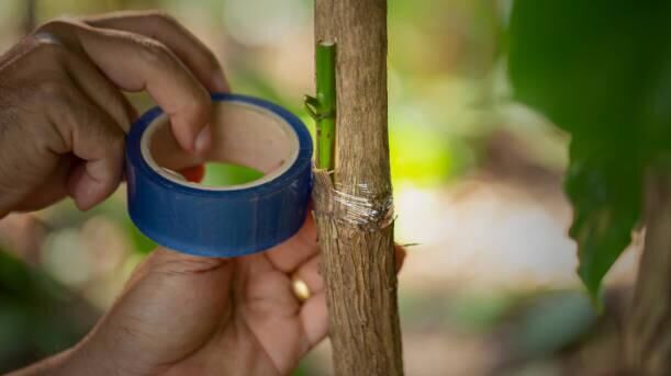 Черенкование - РИА Новости, 1920, 01.04.2026