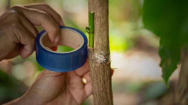 Черенкование