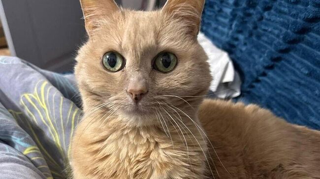 Брошенный в аэропорту кот Барсик