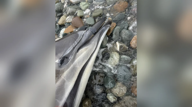 На побережье Краснодарского края с начала марта нашли 132 погибших дельфина