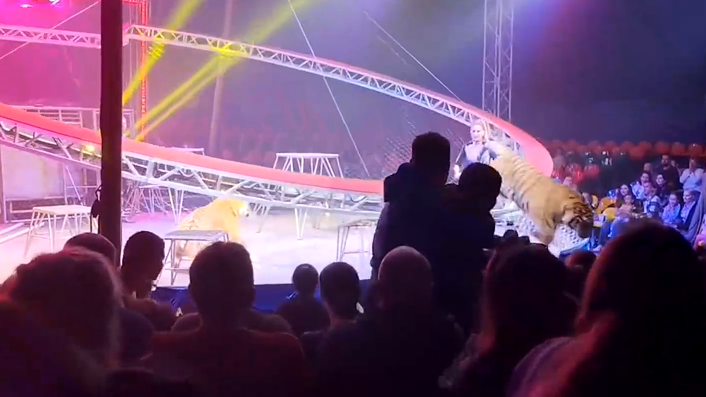 В ростовском цирке тигр выпрыгнул из манежа к зрителям - РИА Новости, 1920, 19.04.2026