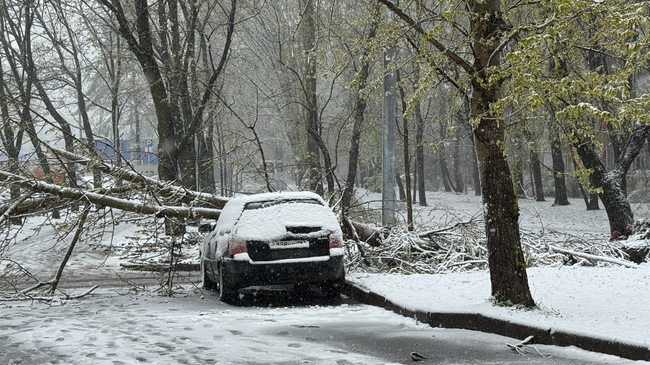 Дерево упало на машину из-за сильного снегопада и ветра в Москве