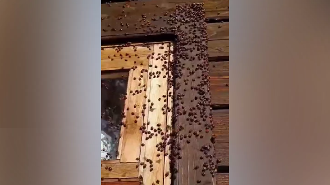 На Алтае произошло нашествие божьих коровок на село Яйлю