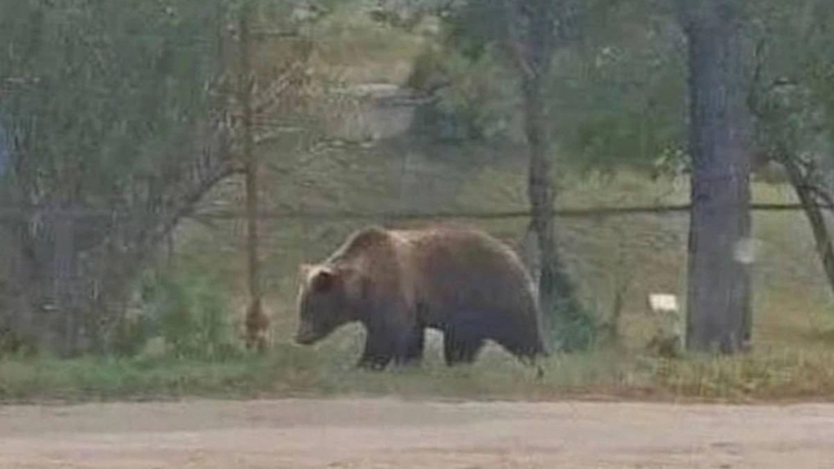 В Забайкалье у женщины конфисковали iPhone за ИИ-фото медведя В Забайкалье у женщины конфисковали iPhone за ИИ-фото медведя - РИА Новости, 1920, 17.09.2026