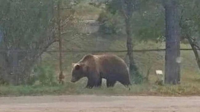 В Забайкалье у женщины конфисковали iPhone за ИИ-фото медведя