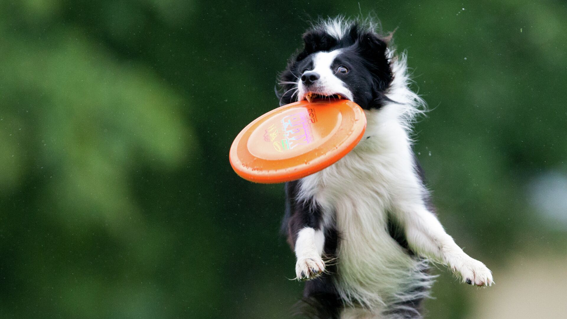 Бордер-колли играет в фрисби в Магдебурге, Германия - РИА Новости, 1920, 08.03.2026