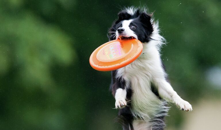 Бордер-колли играет в фрисби в Магдебурге, Германия