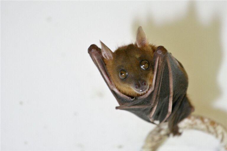 Малайский коротконосый крылан Малайский коротконосый крылан