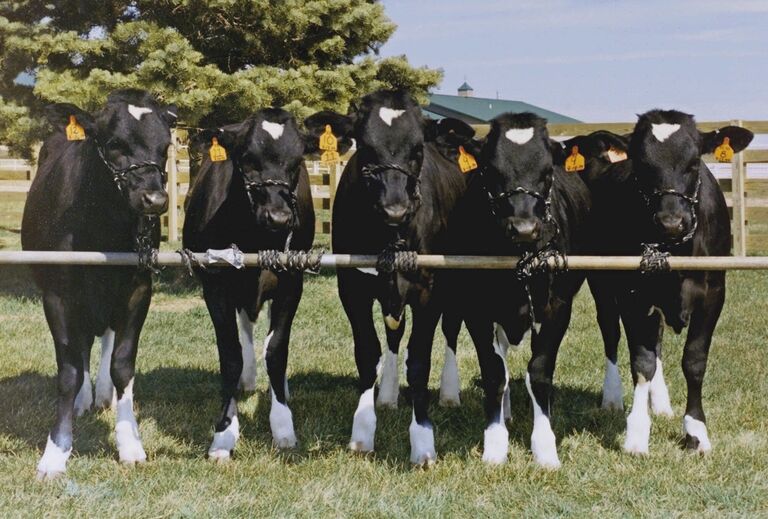 Клонированные коровы. США Клонированные коровы. США