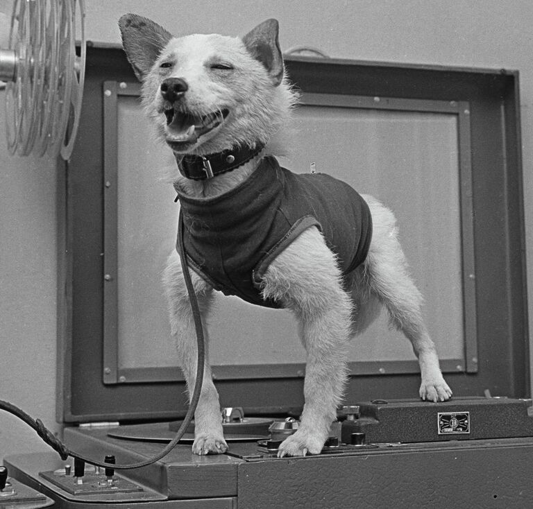 Собака по кличке Белка после возвращения на Землю