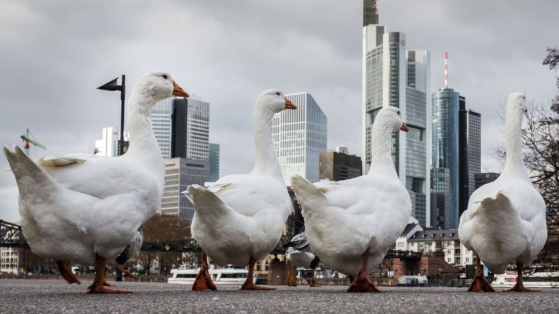 Гуси гуляют вдоль берегов реки Майн в Германии - РИА Новости, 1920, 21.02.2022