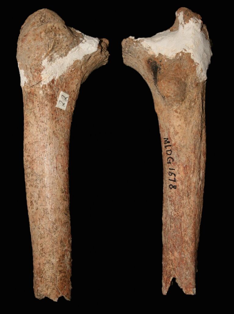 Берцовая кость человека из пещеры Красных Оленей