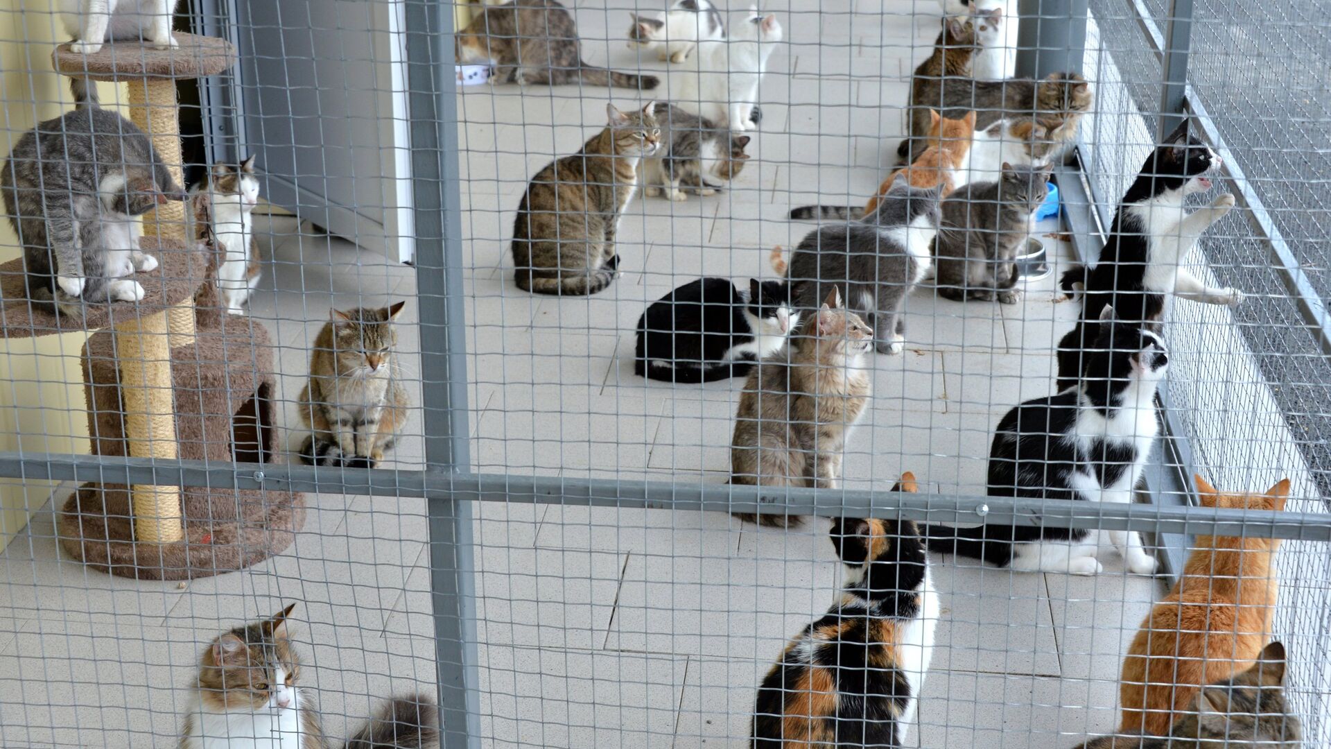 Приют для бездомных животных - РИА Новости, 1920, 30.11.2020