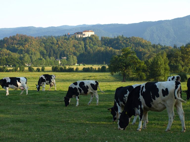 Коровы на пастбище в Словении Коровы на пастбище в Словении