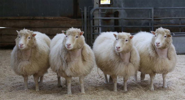 Клоны овечки Долли, родившиеся в 2007 году Клоны овечки Долли, родившиеся в 2007 году