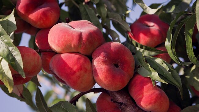 Сбор фруктов в Крыму